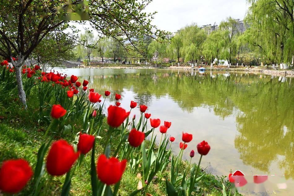 新天水35万盆花仙子与你浪漫相约天水市麦积区第五届郁金香花卉展10日