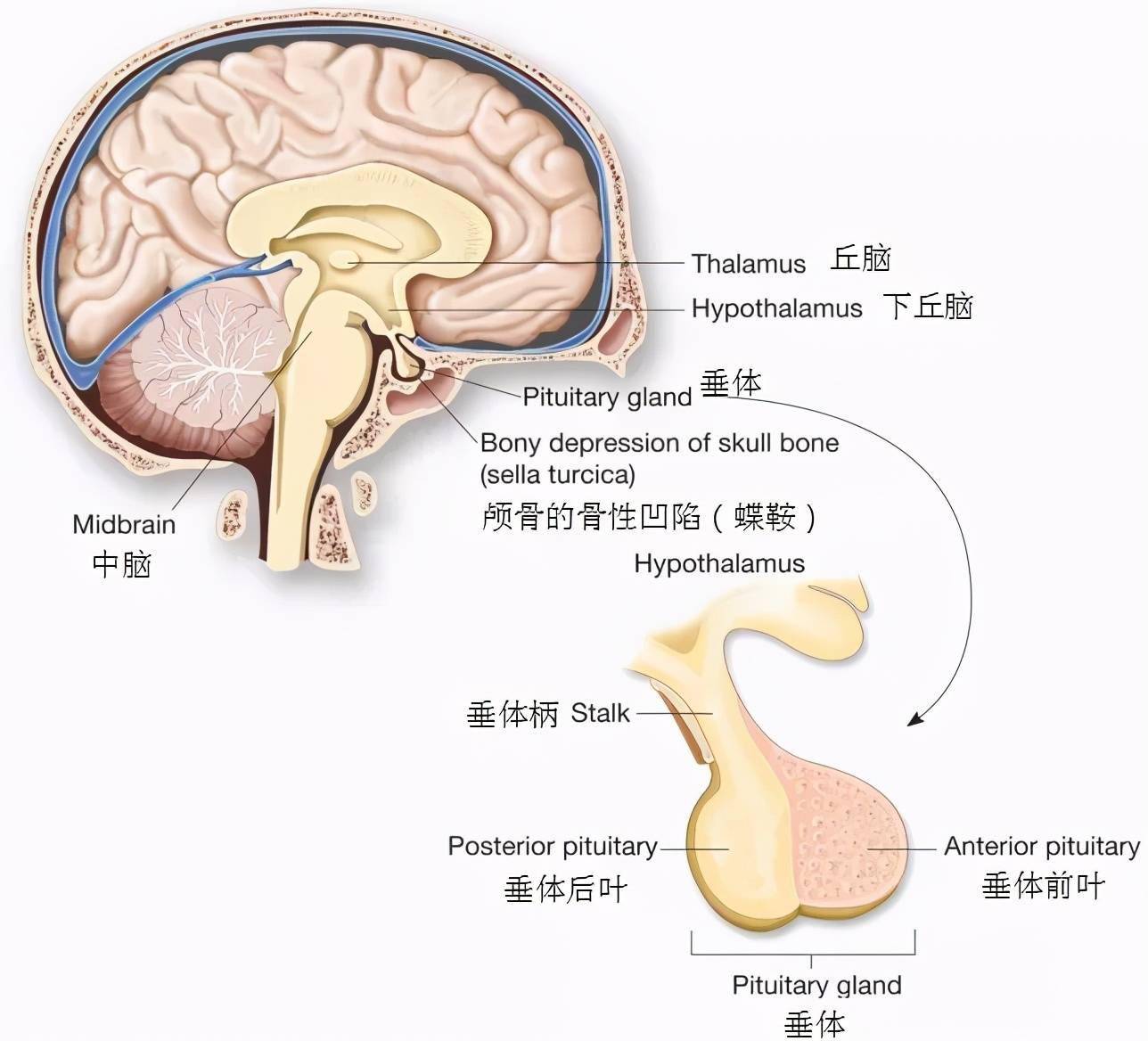 垂体示意图图片