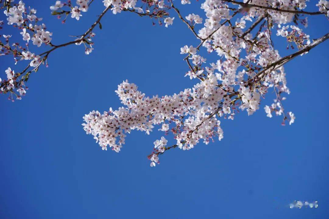 廊坊春光美大厂真的好美