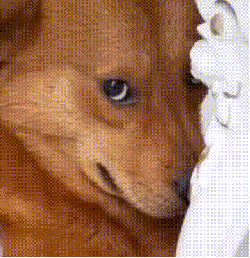 可爱沙雕动物表情包gif图片