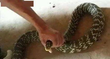 白天梦见被蛇咬与被蛇追赶，心灵的警钟与自我救赎之旅