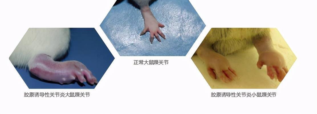 走进首平台中医药研发基地大型仪器平台:骨关节室(中)