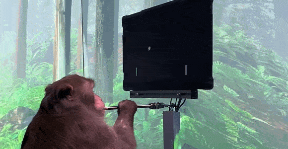 这年头,猴子都能用脑机接口玩游戏了?