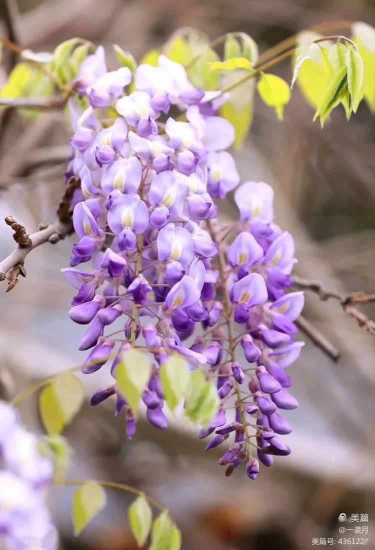 花卉摄影又见一帘幽梦
