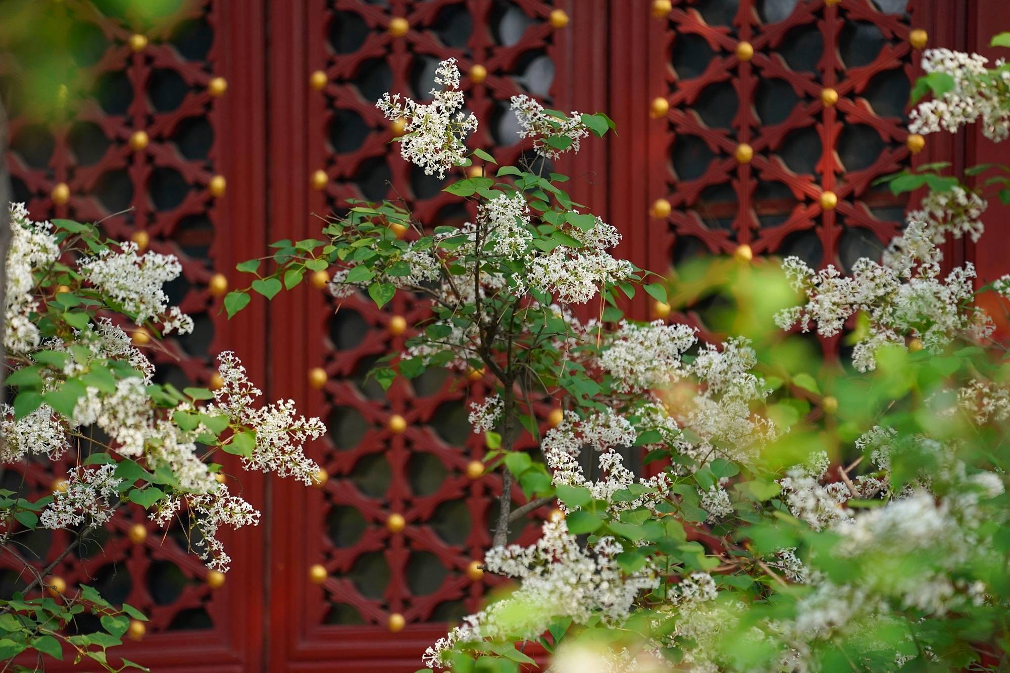 胜地花开香雪海法源寺丁香花枝头正俏