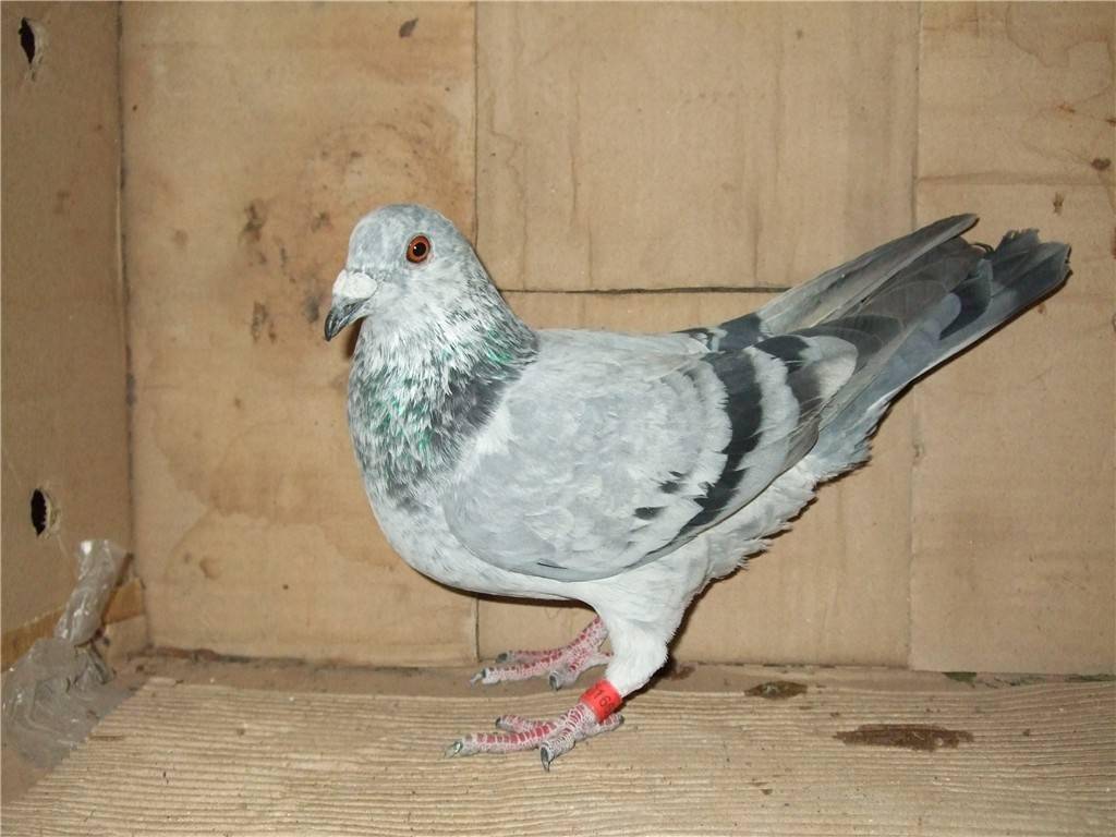 有这些特征出现,鸽子可以指定