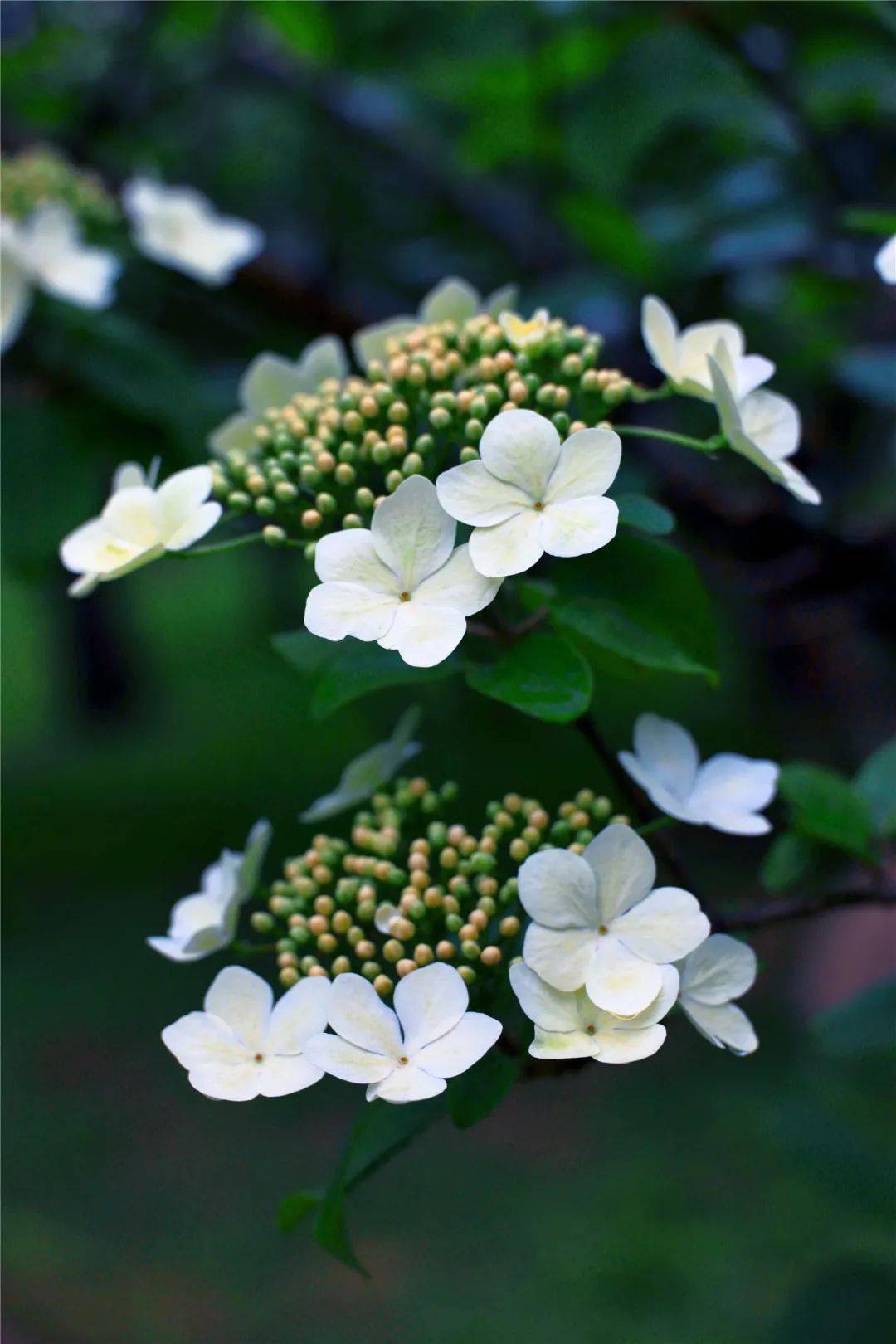 在无双琼花季赴一场万花之约