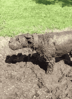 为什么狗喜欢玩泥巴?