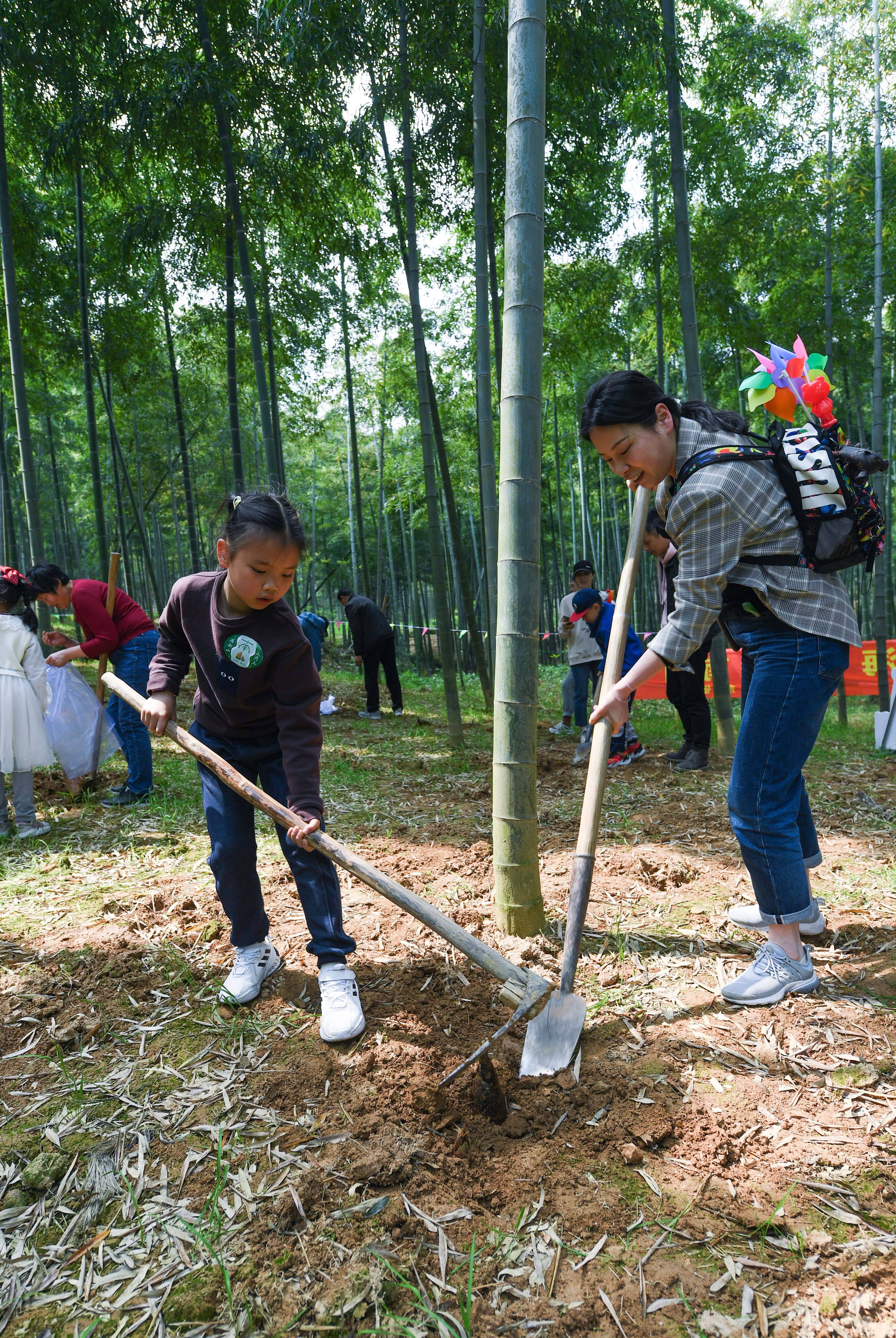 4月10日,遊客在南山村的竹林中體驗挖筍.