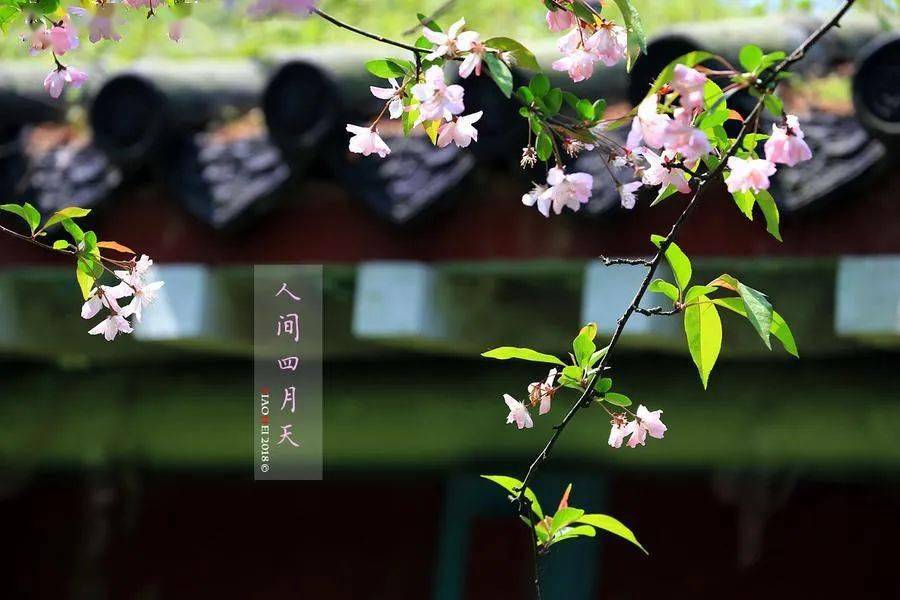 云天社精品悦读辛丑春月诗草作者张万明临邑五中