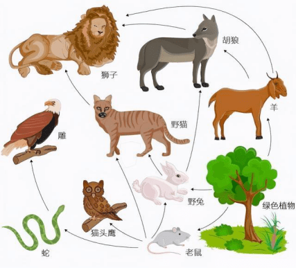什么狼当什么成语(2)