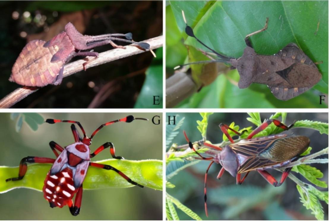 大角蝽是罕见的新生物,幼虫庞大的触角是非常明显的生物特征,希望未来