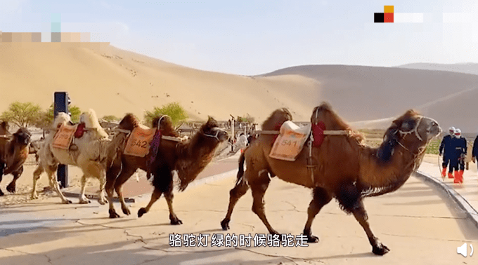 甘肃一景区设骆驼红绿灯：方便游客和骆驼有序通行