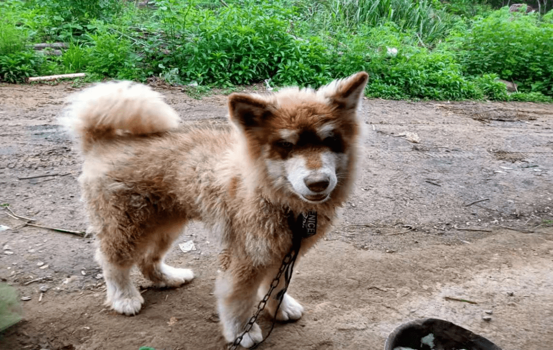 【祁东警事】猎犬乱窜群众慌 民警无畏保平安 周飞为