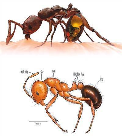蚂蚁的身体结构卡通图片