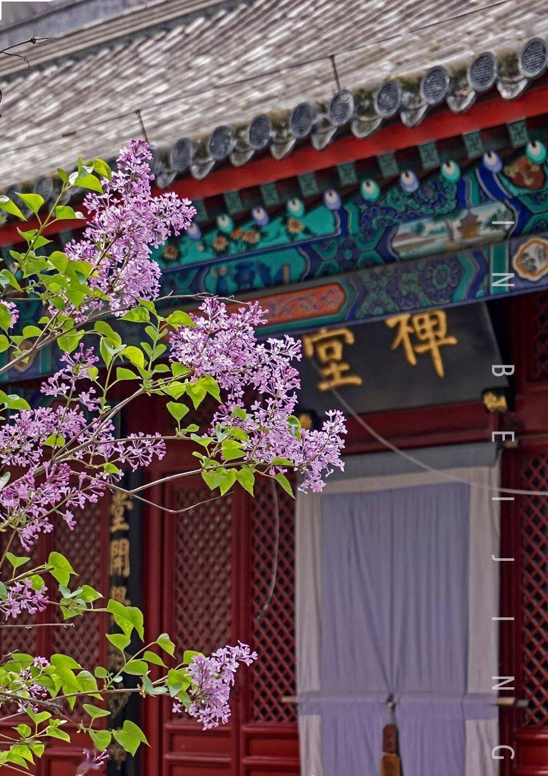 法源寺的丁香崇效寺的牡丹,花之寺的海棠旧时北京有句顺口溜法源寺