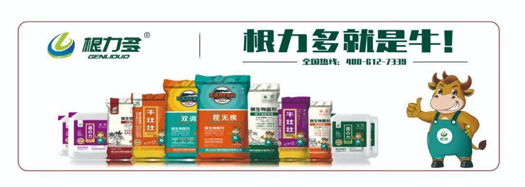 根力多新品来袭解决根本问题就用茬无疾