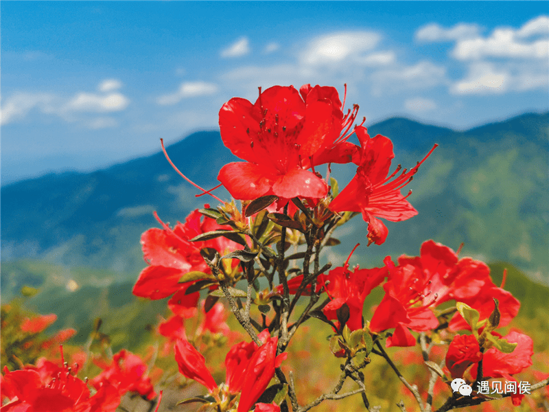荣登cctv!闽侯大湖杜鹃花海刷爆朋友圈