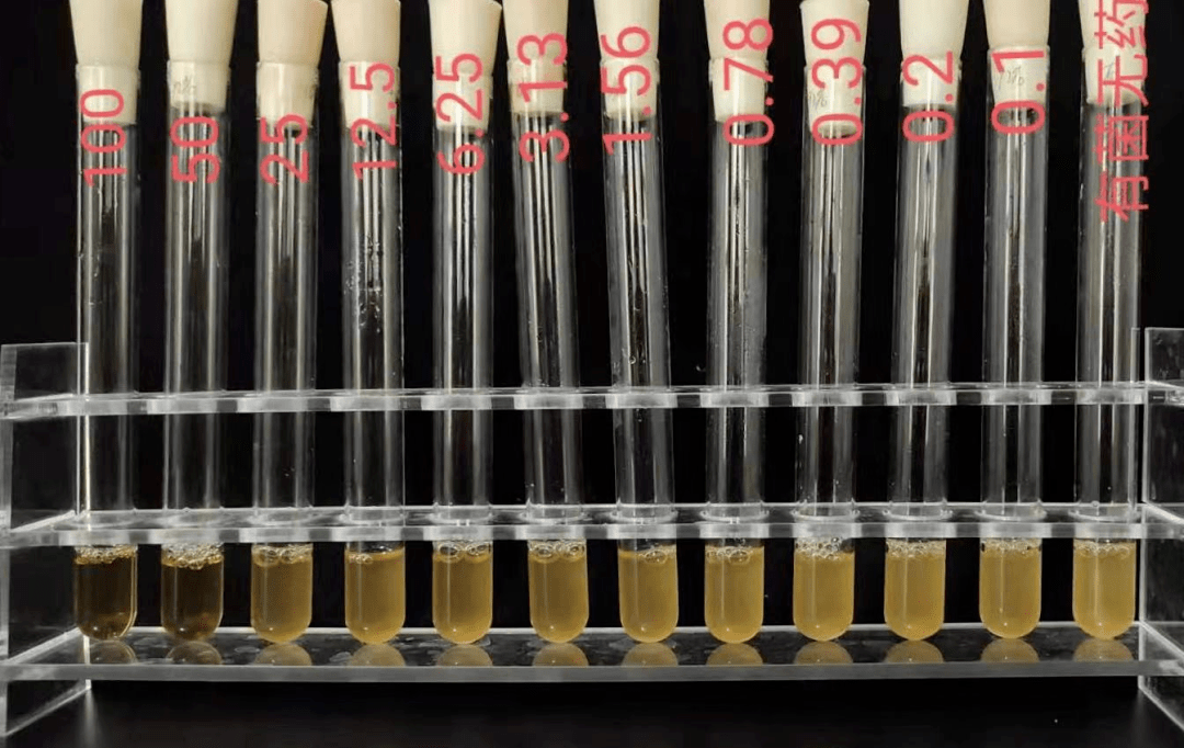 加州鲈养户,快收藏这个防控大招,不再惧怕顽疾——诺卡氏菌_金霉素