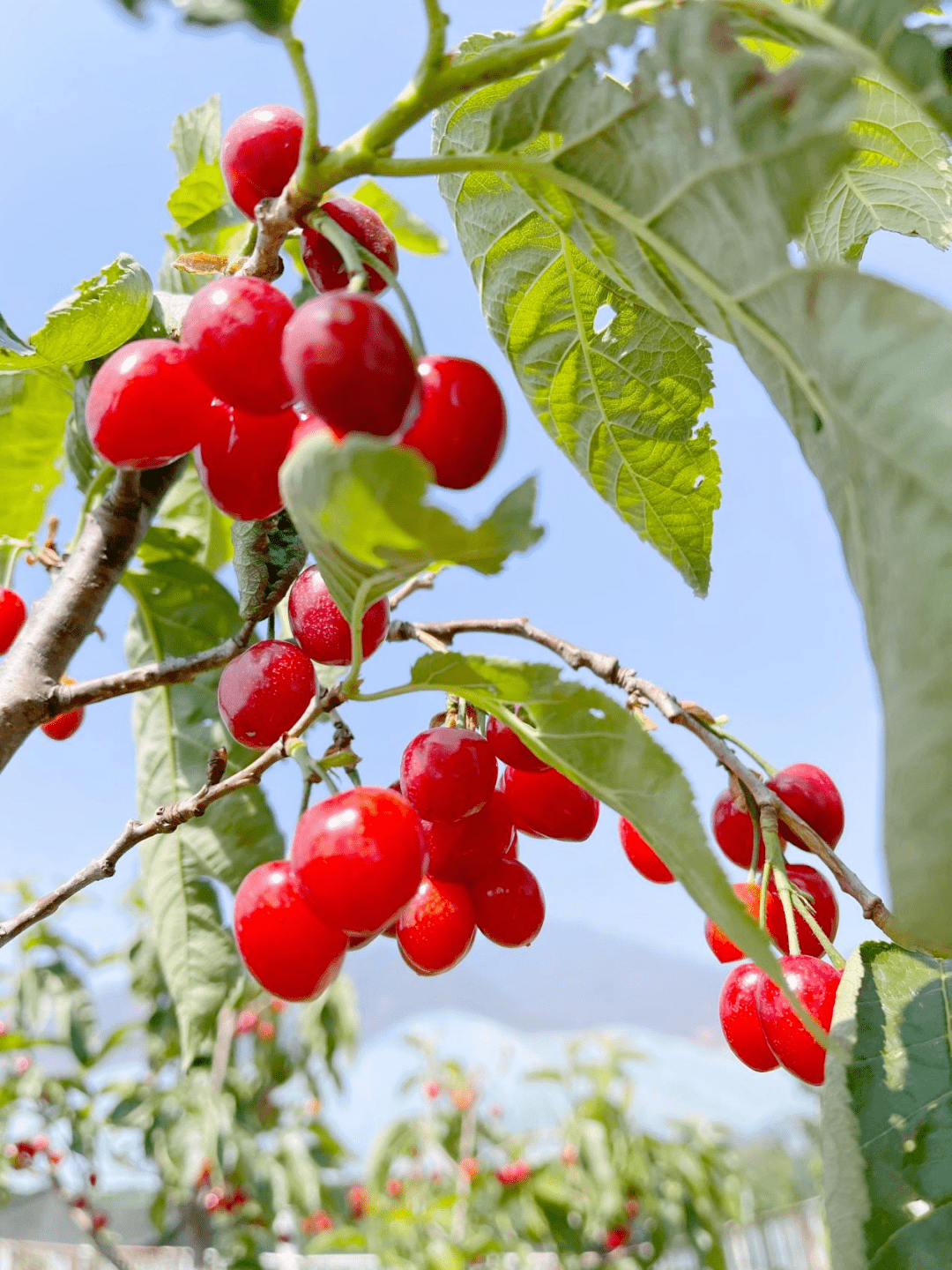 新品种玛瑙樱桃落户西昌02新产业助力乡村振兴