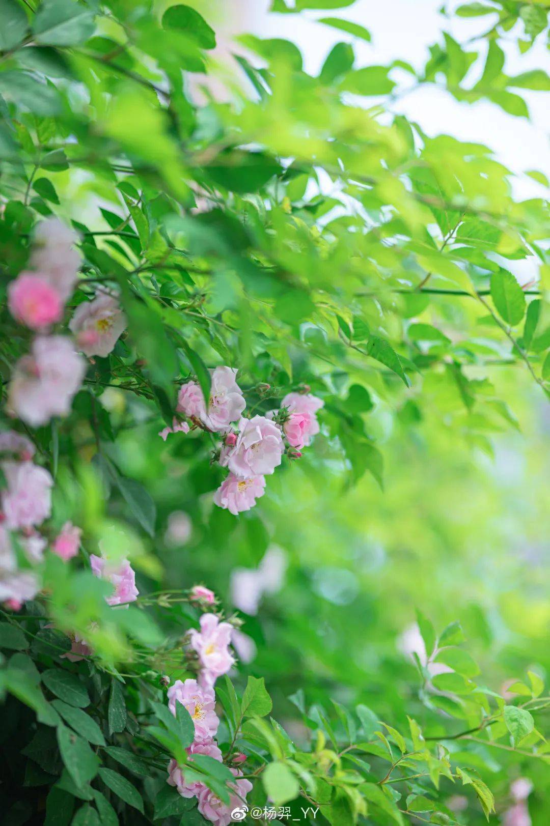 成都蔷薇花海已盛开