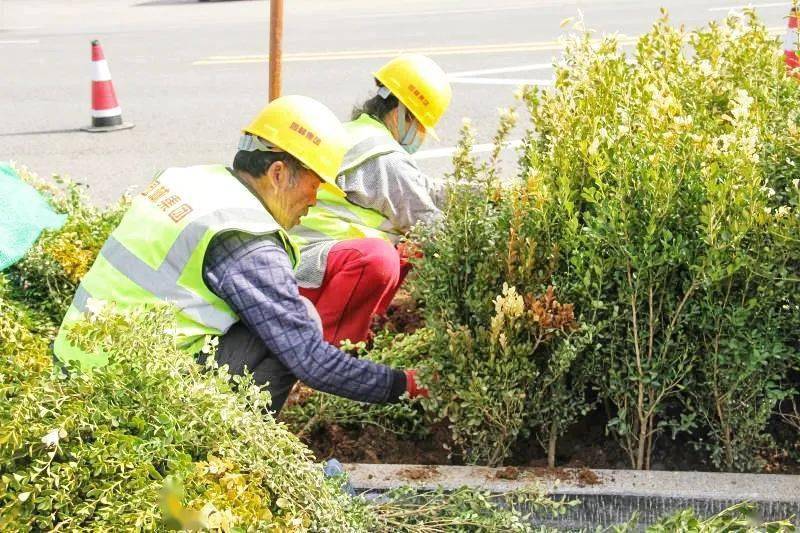 目前工程共完成乔木栽植1000余株栽植色带3000余平方米安装灌溉管线