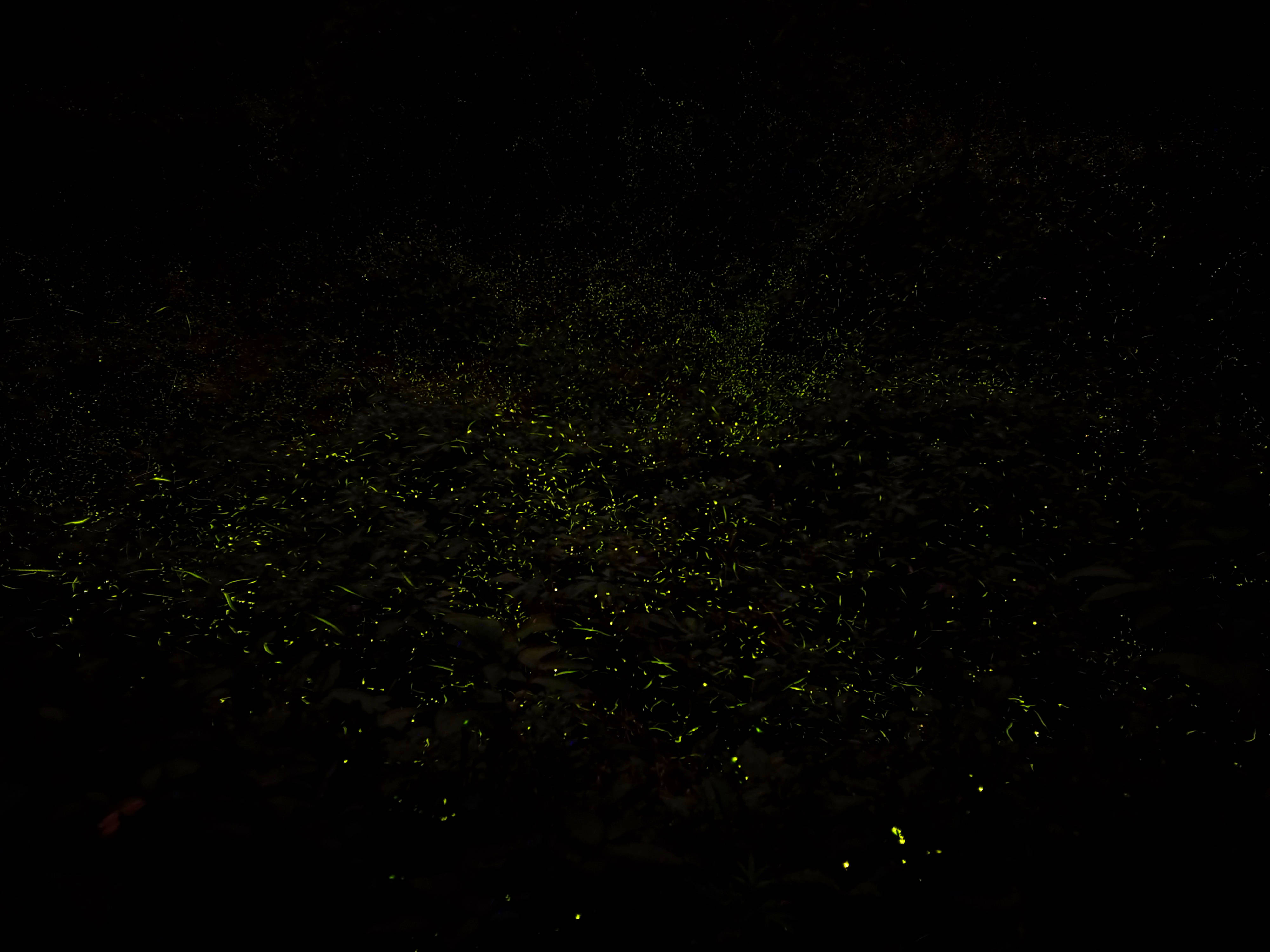 乐山绿心公园萤火虫图片