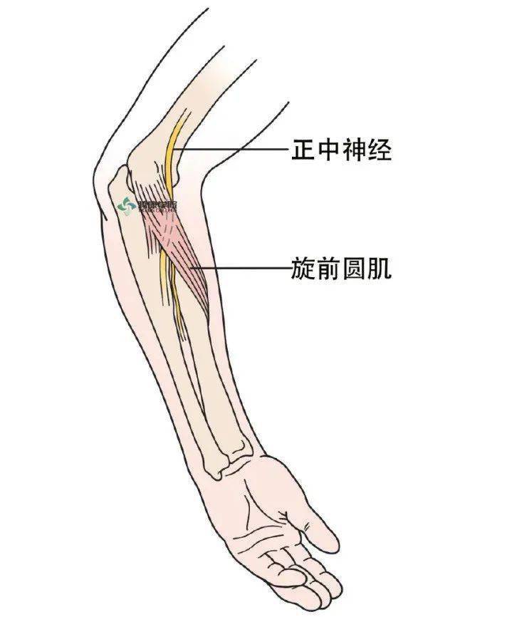 旋前肌位置图片图片