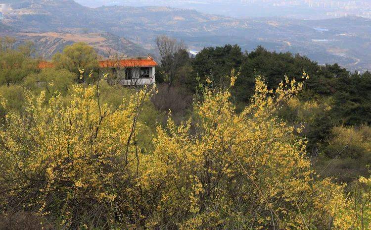 晋城晋普山连翘花盛开太壮观了