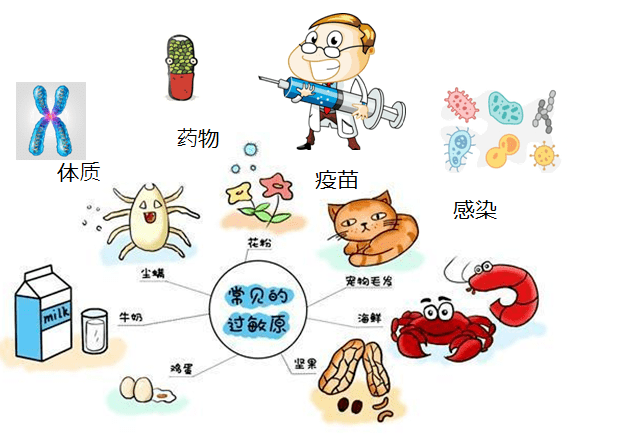 慢性食物过敏有必要做吗_慢性食物过敏一般有几个种类_慢性荨麻疹的11个过敏源