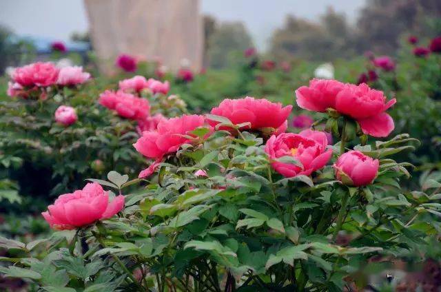 赏牡丹何必远行襄阳牡丹等你来