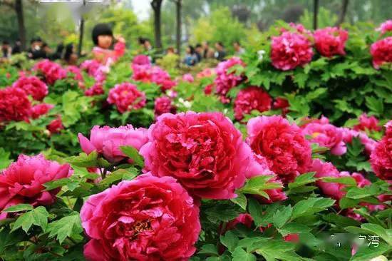 赏牡丹何必远行襄阳牡丹等你来