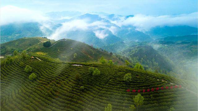 你喝了吗安康富硒茶获评最具品牌经营力959关注