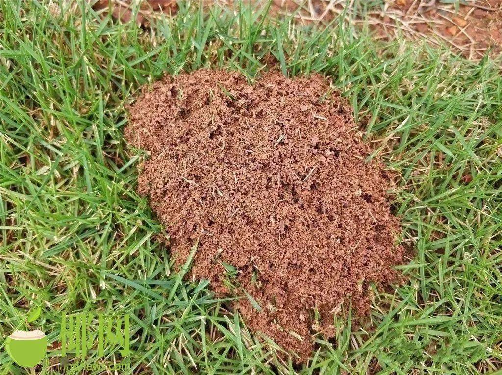 被红火蚁咬伤会致命?海南专家这样说