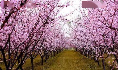 此刻1万多亩杏花争相绽放，已成美丽的粉红花海！延庆“杏花村”迎来最美观赏季！