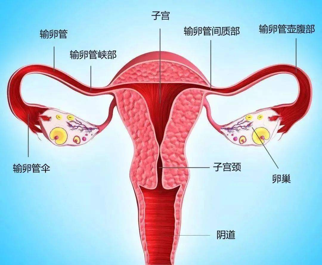 输卵管组织结构示意图图片