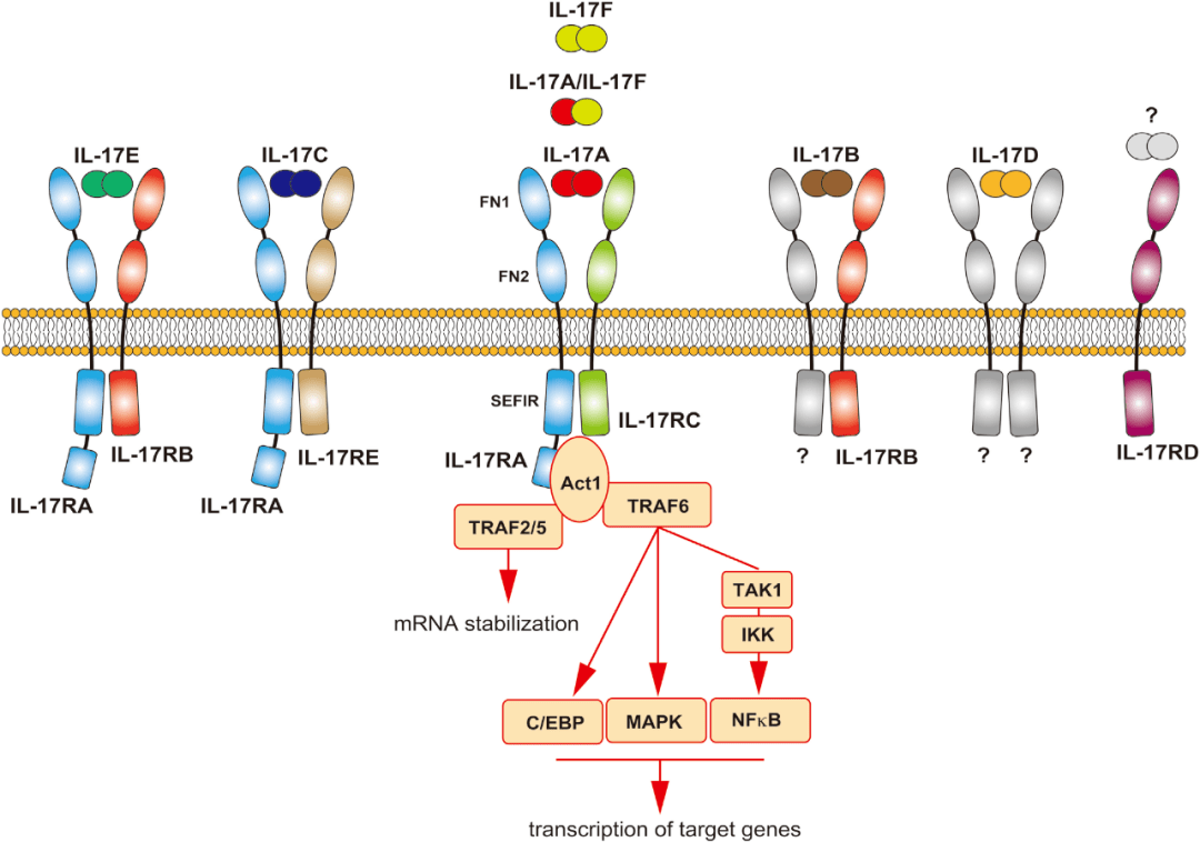 immunity:「填补教科书」董晨院士团队解析 il-17d