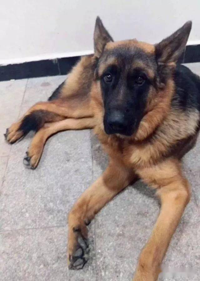 大狼狗从外面叼回流浪土狗大狗让小狗也过个好年