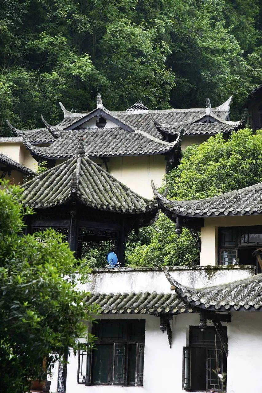 春日南方地区采茶图鉴