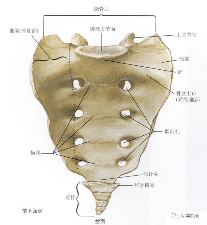 骶尾部解剖图图片