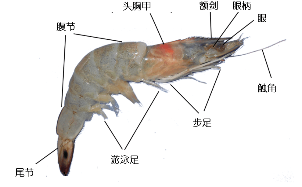虾的运动器官图片