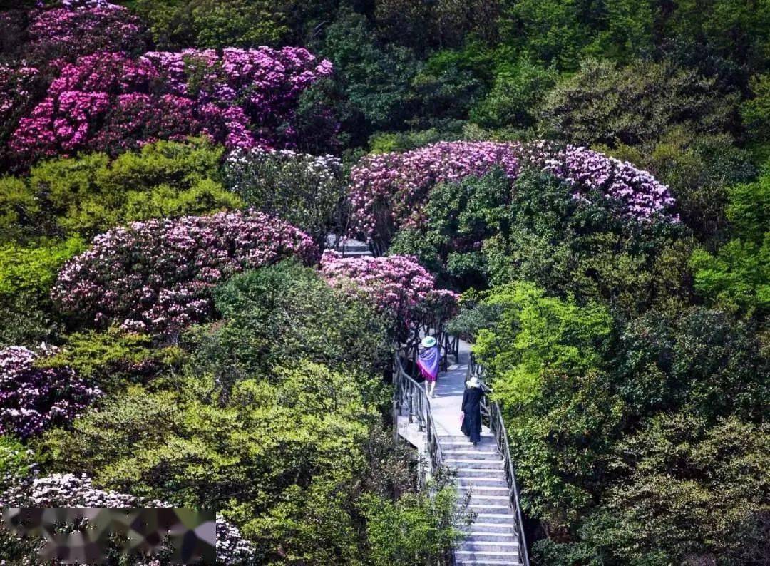 金佛山杜鵑花節啟幕,迎來春日最美時刻!