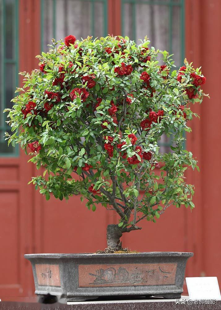 沂州海棠展在陶然亭华夏名亭园展出