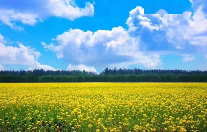 藏不住的金色海洋,顺义油菜花海即将绽放!