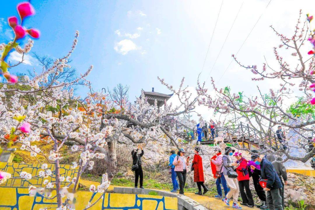 大孤山杏梅花节开幕30张美图曝光盛会持续3天