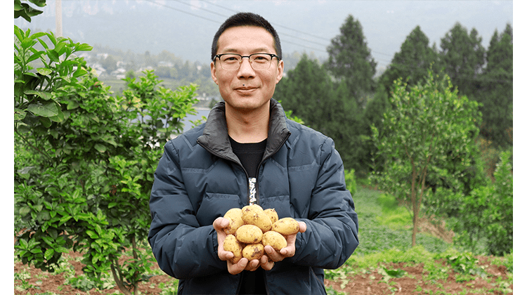 恩施天晴了挖新土豆去现挖富硒小土豆拼团特价中