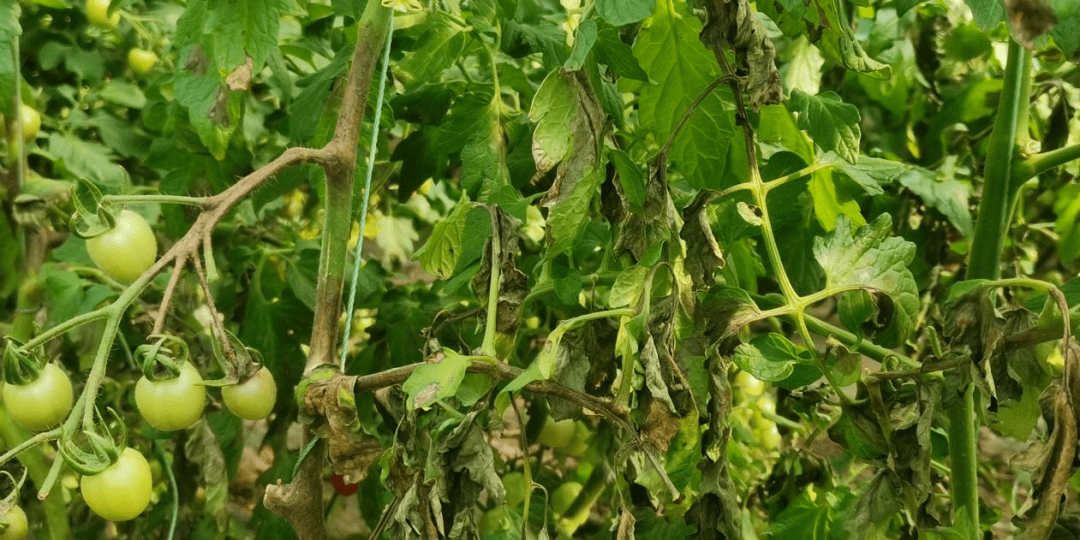 茄果番茄晚疫病传播快掌握这几招可高效防控