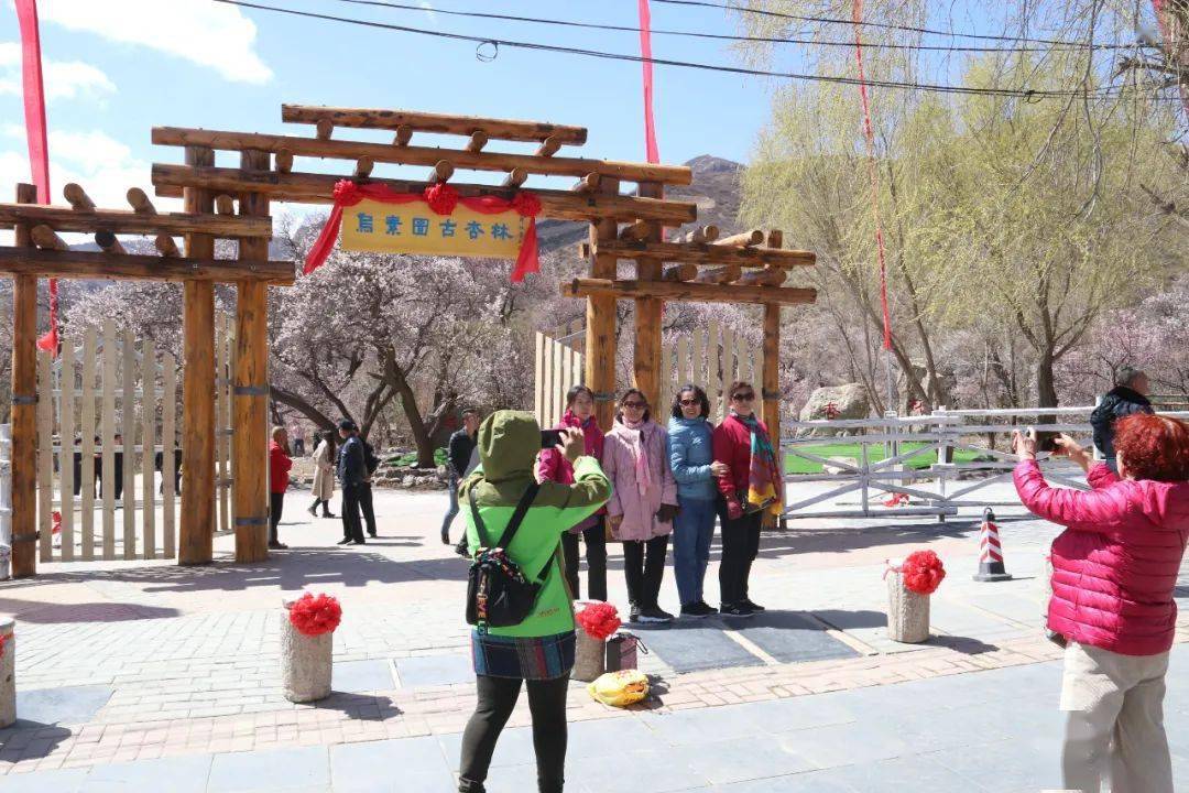 呼和浩特乌素图杏花节开幕啦游玩攻略来了