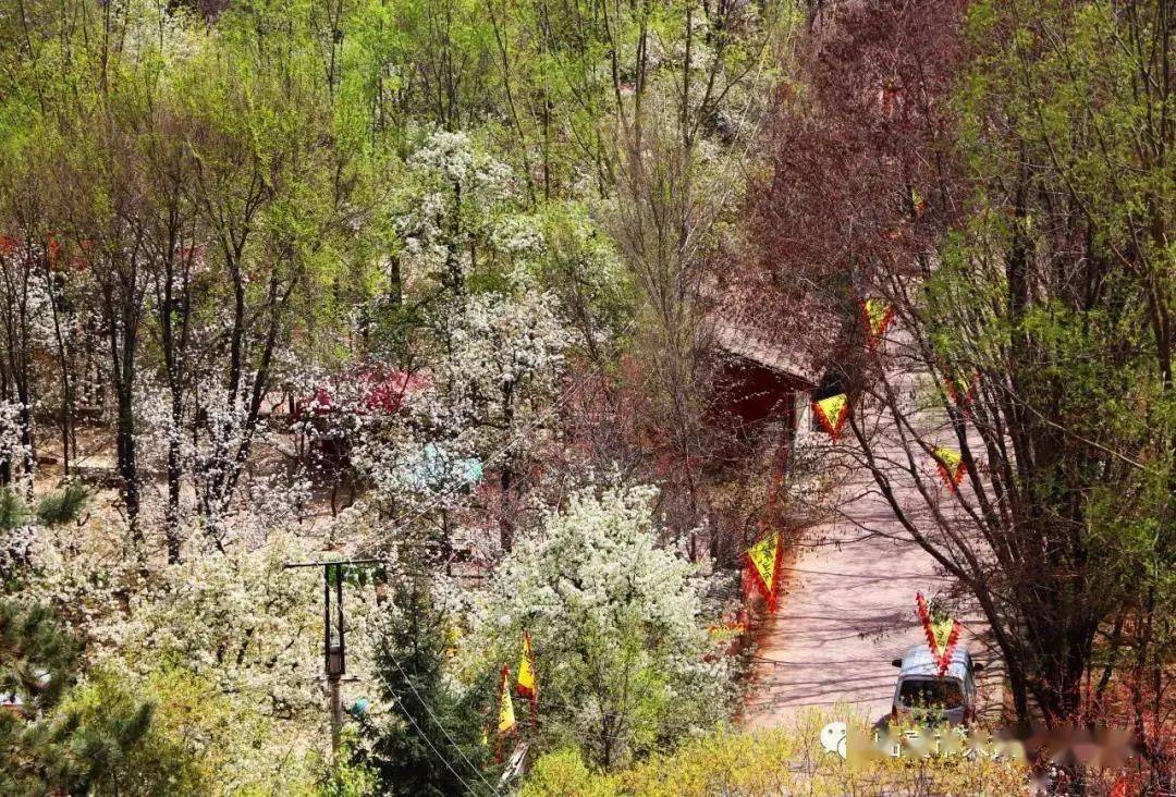 这是枹罕镇关于枹罕山庄梨花节的请柬