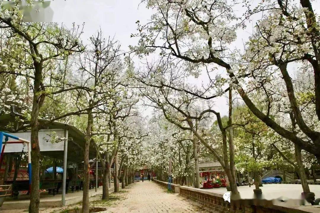 这是枹罕镇关于枹罕山庄梨花节的请柬